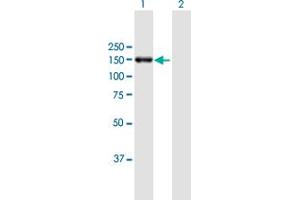 Western Blot analysis of POLRMT expression in transfected 293T cell line by POLRMT MaxPab polyclonal antibody. (POLRMT 抗体  (AA 1-1230))