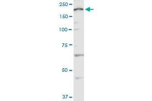 Western Blotting (WB) image for anti-Calcium Channel, Voltage-Dependent, L Type, alpha 1C Subunit (CACNA1C) (AA 2039-2138) antibody (ABIN560135)
