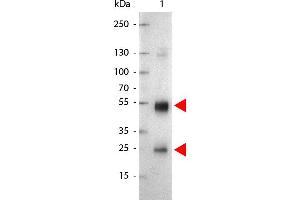 Lane 1: Rat IgG. (山羊 anti-大鼠 IgG (Heavy & Light Chain) Antibody (Alkaline Phosphatase (AP)))