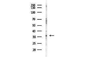Western blot analysis of lysates from  cells(LPS, 4h treatment), using SUCLG1 Antibody at 1/1000 dilution.
