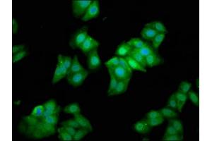 Immunofluorescence staining of HepG2 cells with ABIN7159577 at 1:133, counter-stained with DAPI. (METAP1 抗体  (AA 54-125))
