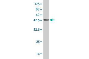 Western Blot detection against Immunogen (38. (CHML 抗体  (AA 68-177))