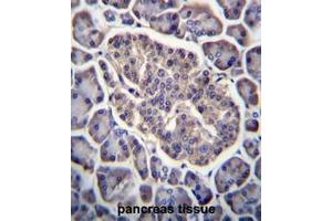 GPD2 Antibody (C-term) immunohistochemistry analysis in formalin fixed and paraffin embedded human pancreas tissue followed by peroxidase conjugation of the secondary antibody and DAB staining. (GPD2 抗体  (C-Term))