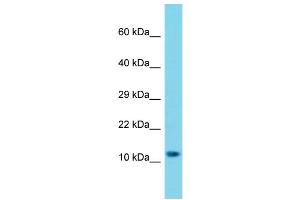 Western Blotting (WB) image for anti-Mitochondrial Ribosomal Protein S25 (MRPS25) (C-Term) antibody (ABIN2446143) (MRPS25 抗体  (C-Term))