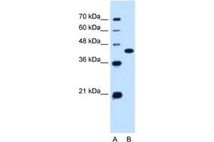Western Blotting (WB) image for anti-Solute Carrier Family 14 (Urea Transporter), Member 1 (Kidd Blood Group) (SLC14A1) antibody (ABIN2463132) (SLC14A1 抗体)