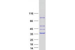 Pyrroline-5-Carboxylate Reductase 1 (PYCR1) (Transcript Variant 1) protein (Myc-DYKDDDDK Tag)