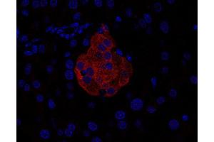 Indirect immunostaining of PFA-fixed paraffin embedded mouse pancreas section (dilution 1 : 200).