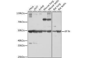 Western blot analysis of extracts of various cell lines, using eIF3e Rabbit mAb (ABIN7267040) at 1:1000 dilution. (EIF3E 抗体)