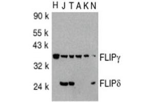Image no. 1 for anti-CASP8 and FADD-Like Apoptosis Regulator (CFLAR) (AA 191-209), (C-Term) antibody (ABIN318973) (FLIP 抗体  (C-Term))