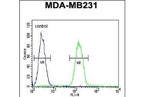 PHL Antibody (C-term) (ABIN652395 and ABIN2841923) flow cytometric analysis of MDA-M cells (right histogram) compared to a negative control cell (left histogram). (PHLPP2 抗体  (C-Term))
