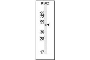 Western blot analysis of PIP5KL1 Antibody (N-term) in K562 cell line lysates (35ug/lane).