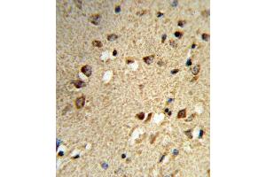 Formalin-fixed and paraffin-embedded human brain tissue reacted with NCOA7 Antibody (N-term), which was peroxidase-conjugated to the secondary antibody, followed by DAB staining. (NCOA7 抗体  (N-Term))
