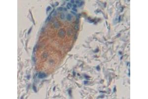IHC-P analysis of Mouse Tissue, with DAB staining. (IL1F9 抗体  (AA 5-149))