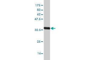 Western Blot detection against Immunogen (33. (ZIC4 抗体  (AA 249-319))