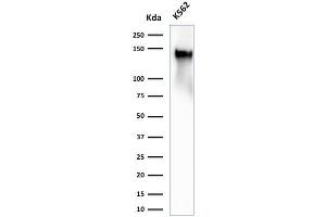 Western Blot Analysis of K562 cell lysate using CD43 Rabbit Recombinant Monoclonal Antibody (SPN/2049R) (Recombinant CD43 抗体)