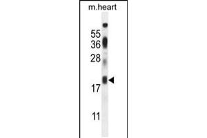 Western blot analysis in mouse heart tissue lysates (35ug/lane). (ISCA2 抗体  (AA 72-101))