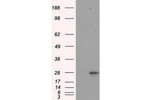 Western Blotting (WB) image for anti-Proteasome Subunit alpha  7 (PSMA7) antibody (ABIN1498763) (PSMA7 抗体)