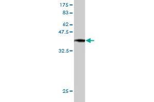 Western Blot detection against Immunogen (37.