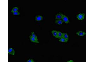 Immunofluorescence (IF) image for anti-Tumor Necrosis Factor (Ligand) Superfamily, Member 11 (TNFSF11) (AA 73-306) antibody (ABIN7173790)