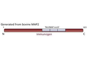Image no. 2 for anti-Microtubule-Associated Protein 2 (MAP2) antibody (ABIN967494) (MAP2 抗体)