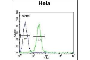 EWSR1 Antibody (C-term) (ABIN652770 and ABIN2842507) flow cytometric analysis of Hela cells (right histogram) compared to a negative control cell (left histogram).