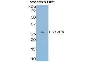Western Blotting (WB) image for anti-Pyruvate Kinase M2 (PKM2) (AA 324-531) antibody (ABIN1860244)