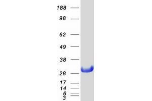 Western Blotting (WB) image for Nucleolar Protein 3 (Apoptosis Repressor with CARD Domain) (NOL3) protein (Myc-DYKDDDDK Tag) (ABIN2727446)