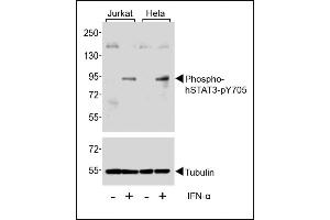 Western Blotting (WB) image for anti-Signal Transducer and Activator of Transcription 3 (Acute-Phase Response Factor) (STAT3) (pTyr705) antibody (ABIN389665)