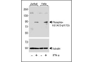 Western blot analysis of extracts from Jurkat and Hela cells, untreated or treated with IFN-α(100 ng/mL), using Phospho-STAT3-p Antibody. (STAT3 抗体  (pTyr705))