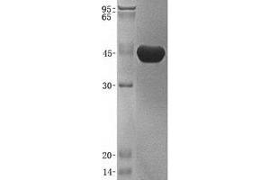 Validation with Western Blot (Cathepsin Z Protein (CTSZ) (His tag))
