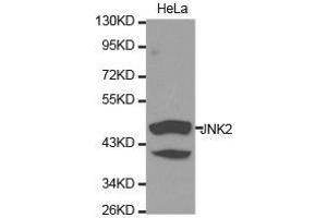 Western Blotting (WB) image for anti-Mitogen-Activated Protein Kinase 9 (MAPK9) antibody (ABIN1873633) (JNK2 抗体)