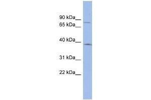 ZNF300 antibody used at 0. (ZNF300 抗体  (N-Term))