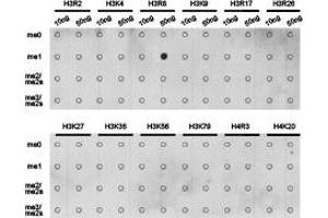 Dot-blot analysis of all sorts of methylation peptides using H3R8me1 antibody.