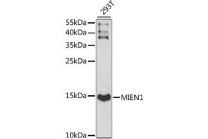 Western blot analysis of extracts of 293T cells, using MIEN1 antibody (ABIN6291282) at 1:1000 dilution. (C17orf37 抗体)