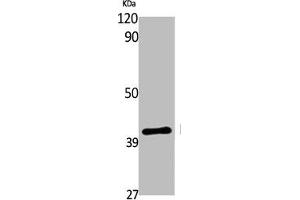 Western Blot analysis of various cells using EDG-7 Polyclonal Antibody (LPAR3 抗体  (C-Term))