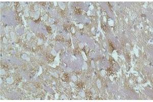 Immunohistochemistry of paraffin-embedded Rat brain tissue with GAP43 Monoclonal Antibody (GAP43 抗体)