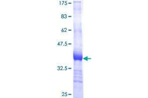 GABARAPL2 Protein (AA 31-117) (GST tag)