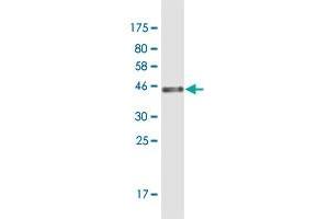 Western Blot detection against Immunogen (43 KDa) . (GLRX5 抗体  (AA 1-157))