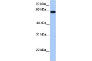 Western Blotting (WB) image for anti-Zinc Finger Protein 296 (ZNF296) antibody (ABIN2461979) (Zinc Finger Protein 296 (ZNF296) 抗体)