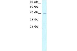WB Suggested Anti-PTF1A Antibody Titration: 2. (PTF1A 抗体  (N-Term))