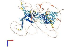 SREBF1 Protein (AA 1-1134) (His tag)