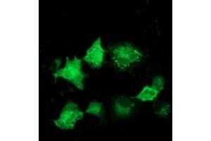 Anti-ARFGAP1 mouse monoclonal antibody (ABIN2454350) immunofluorescent staining of COS7 cells transiently transfected by pCMV6-ENTRY ARFGAP1 (RC206987). (ARFGAP1 抗体)