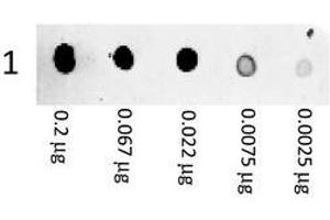 Image no. 1 for Goat anti-Mouse IgG (Whole Molecule) antibody (PE) (ABIN799894) (山羊 anti-小鼠 IgG (Whole Molecule) Antibody (PE))