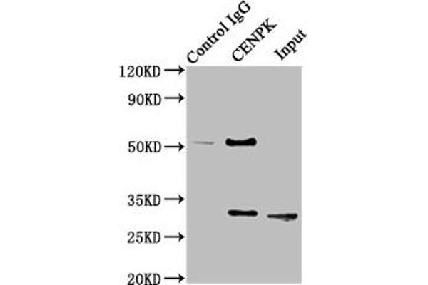 CENPK 抗体  (AA 1-269)