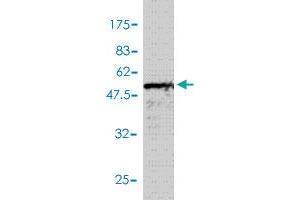 Western Blotting (WB) image for anti-Tumor Necrosis Factor (Ligand) Superfamily, Member 10 (TNFSF10) (AA 1-281) antibody (ABIN563764)