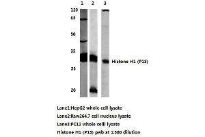 Western blot (WB) analysis of Histone H1 antibody (Histone H1 抗体)