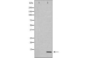 Western blot analysis of extracts from COS7 cells, treated with TSA 400nM 24h, using Acetyl-Histone H4 (Lys12) Antibody. (Histone H4 抗体  (acLys12))