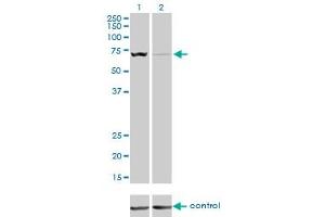 Western blot analysis of SLC25A13 over-expressed 293 cell line, cotransfected with SLC25A13 Validated Chimera RNAi (Lane 2) or non-transfected control (Lane 1). (slc25a13 抗体  (AA 2-80))
