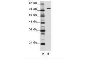 Image no. 1 for anti-Nucleolin (NCL) (C-Term) antibody (ABIN202879) (Nucleolin 抗体  (C-Term))