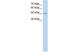 WB Suggested Anti-C9orf127 Antibody Titration:  0. (TMEM8B 抗体  (C-Term))